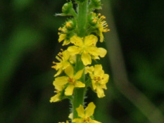 Agrimonia eupatoria Gewone agrimonie bestellen